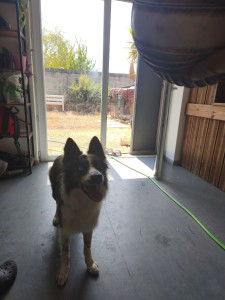 Photo de galerie - Chien garder a mon domicile 