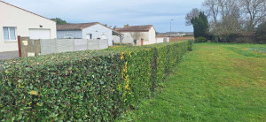 Photo de galerie - Taille de haies et d'arbustes