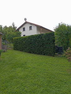 Photo de galerie - Taille de haie ( thuyas )