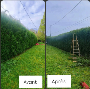 Photo de galerie - Taille de haie avant après 