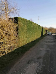 Photo de galerie - Taille d'une haie de cyprès 