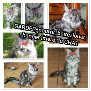 Photo de galerie - GARDER, nourrir, boire, jouer, changer litière du CHAT