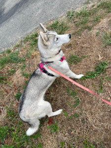 Photo de galerie - Garde chien