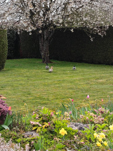 Photo de galerie - Tonte de pelouse avec enlèvement

 de l herbe
