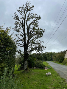 Photo de galerie - élagage 