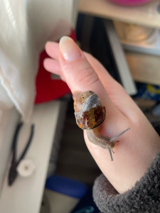 Photo de galerie - Actuellement vétérinaire improvisée pour cet escargot à la coquille cassée que j’héberge depuis deux semaines
