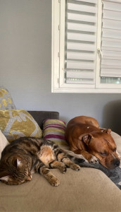 Photo de galerie - Garde animaux