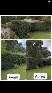 Photo de galerie - Taille de haie 