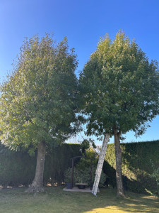 Photo de galerie - élagage acacia 
