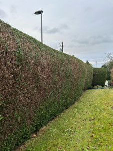 Photo de galerie - Taille de haie 
