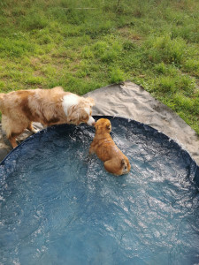 Photo de galerie - Piscine des chiens 