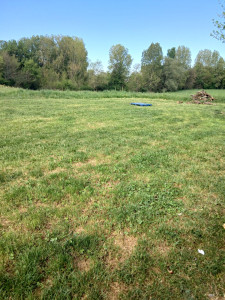 Photo de galerie - Des coupes d'arbes étendent la pelouse



