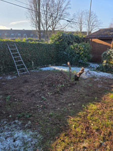 Photo de galerie - Abattage d'un thuyas avant désouchage 