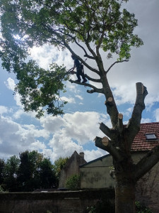 Photo de galerie - Abattage d'un noyer par démontage 