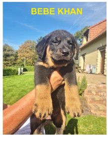 Photo de galerie - Garde chien