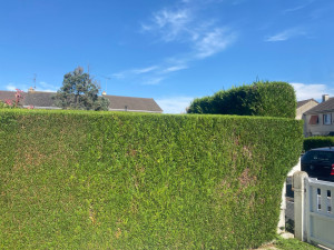 Photo de galerie - Taille de haie 