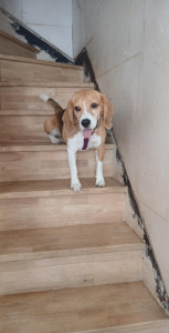 Photo de galerie - Bonjour 
je suis habituée à garder des chiens 
je passe actuellement l acaced 