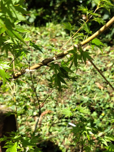 Photo de galerie - Technique alternative et parfois complémentaire à la taille d'arbustes et arbres, les ligatures. Moins de stress pour la plante, plus de durabilité, une esthétique et une envergure plus contrôlée.