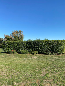 Photo de galerie - Entretien des espaces verts