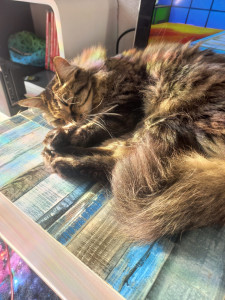 Photo de galerie - Garde chat