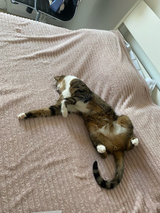 Photo de galerie - Amour nommé Cookie ? 