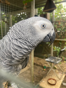 Photo de galerie - Garde animaux