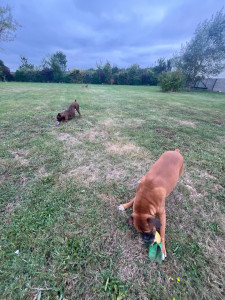 Photo de galerie - Les deux chien (boxer) 