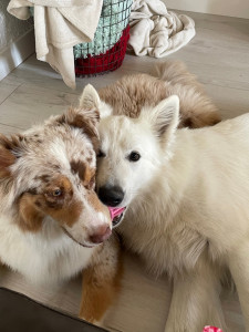 Photo de galerie - Garde chien