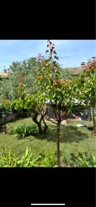 Photo de galerie - Pose de gazon en plaques 