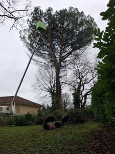 Photo de galerie - Abattage d un pin 
