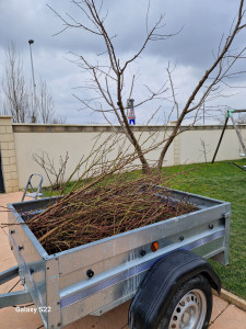 Photo de galerie - Elagage et coupe d'arbres