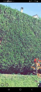 Photo de galerie - Taille de haies et d'arbustes