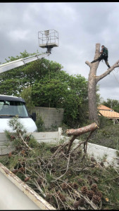 Photo de galerie - Elagage et coupe d'arbres