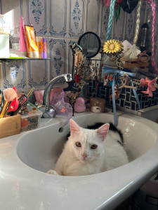 Photo de galerie - Garde d’un petit chat blanc 