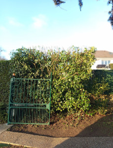 Photo de galerie - Taille de rabattage d'une petite haie de Lauriers [2/2]