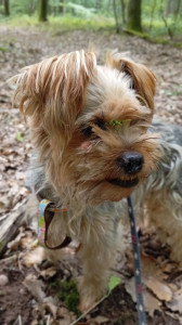 Photo de galerie - Ipso mon petit amour de York de 14 ans. Il aime tous les animaux et est d'une intelligence hors du commun 