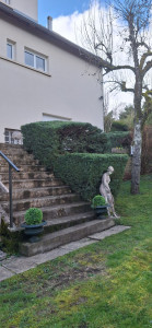 Photo de galerie - Taille de régénération pour une forme plus nette l'année suivante.