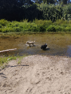 Photo de galerie - Garde chien