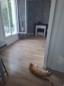 Photo de galerie - Minou habitué à sortir et rentrer comme il le souhaite... je l'avais rendu visite durant une semaine, aucun regret ! Très câlin ?