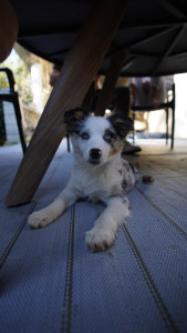 Photo de galerie - .