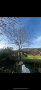 Photo de galerie - Elagage noyer