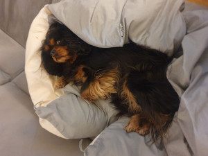 Photo de galerie - Ma passion !