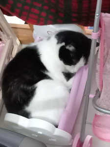 Photo de galerie - Garde chat