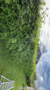 Photo de galerie - Taille de haies et d'arbustes