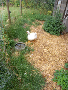 Photo de galerie - Garde animaux