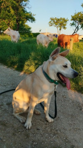 Photo de galerie - Garde chien