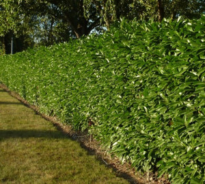 Photo de galerie - Taille de haie