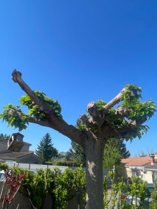 Photo de galerie - Elagage et coupe d'arbres
