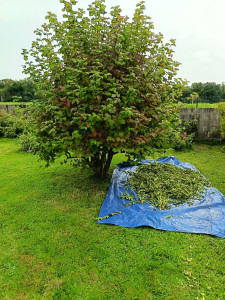 Photo de galerie - Taille de haies et d'arbustes