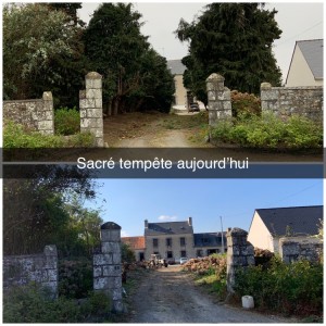 Photo de galerie - Elagage et coupe d'arbres